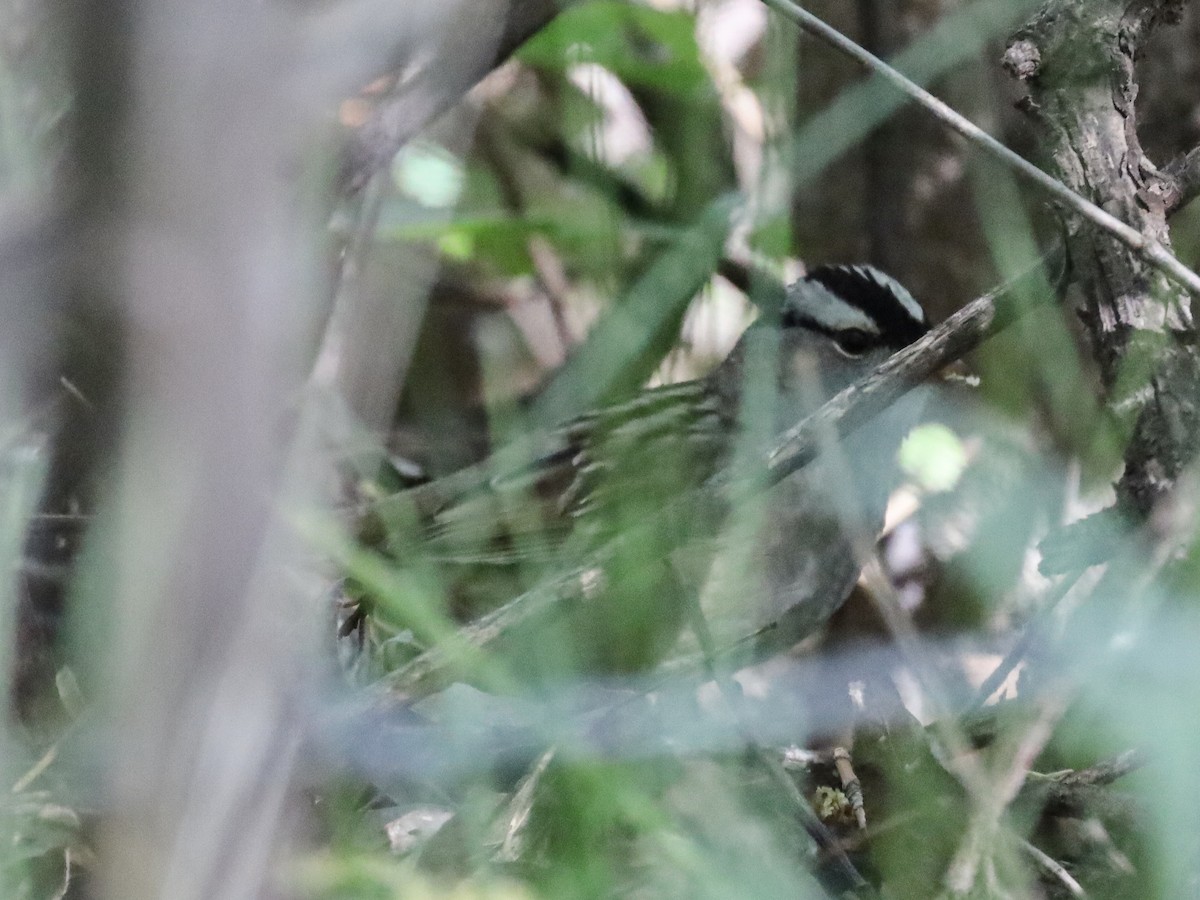 White-crowned Sparrow - ML619633540