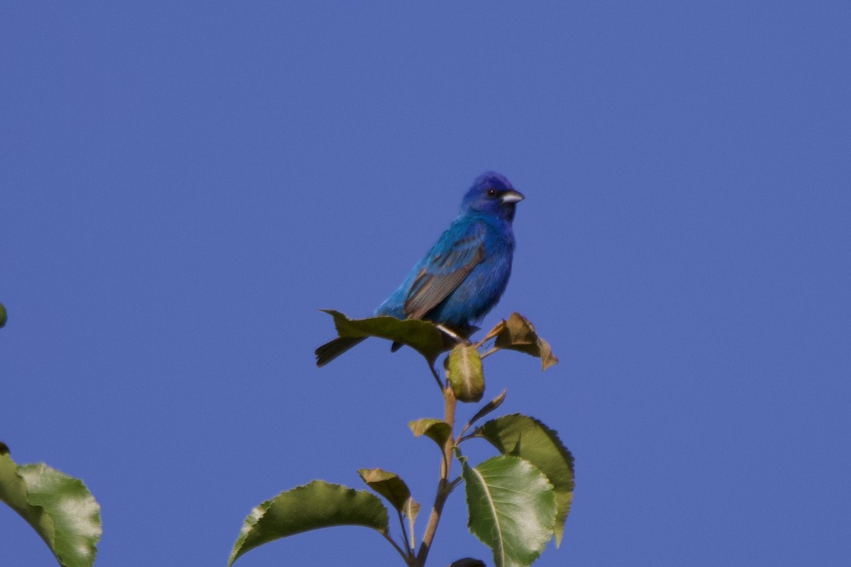 Indigo Bunting - Jin Bai