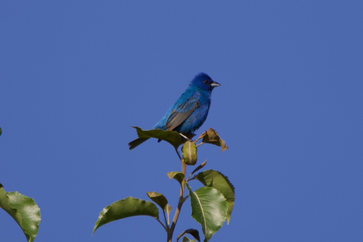 Indigo Bunting - Jin Bai