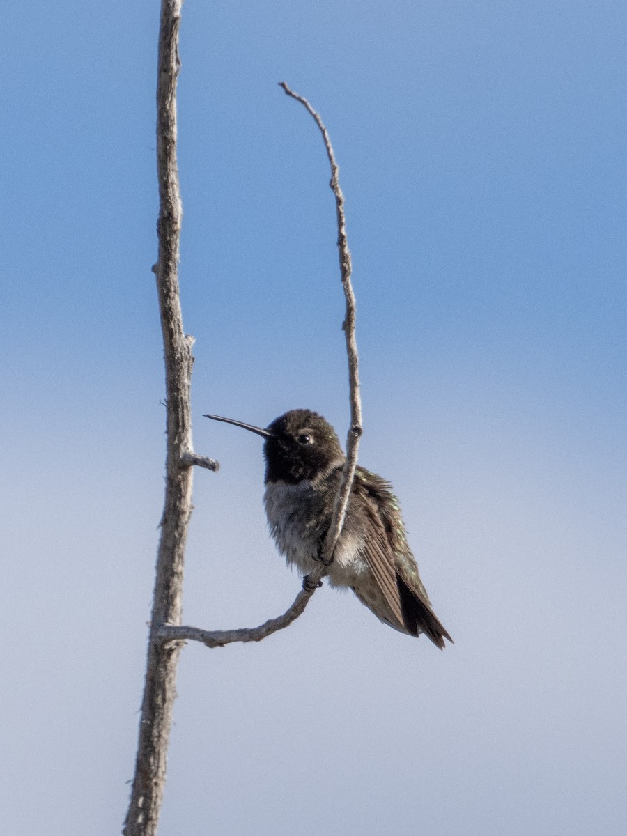 Black-chinned Hummingbird - ML619633547