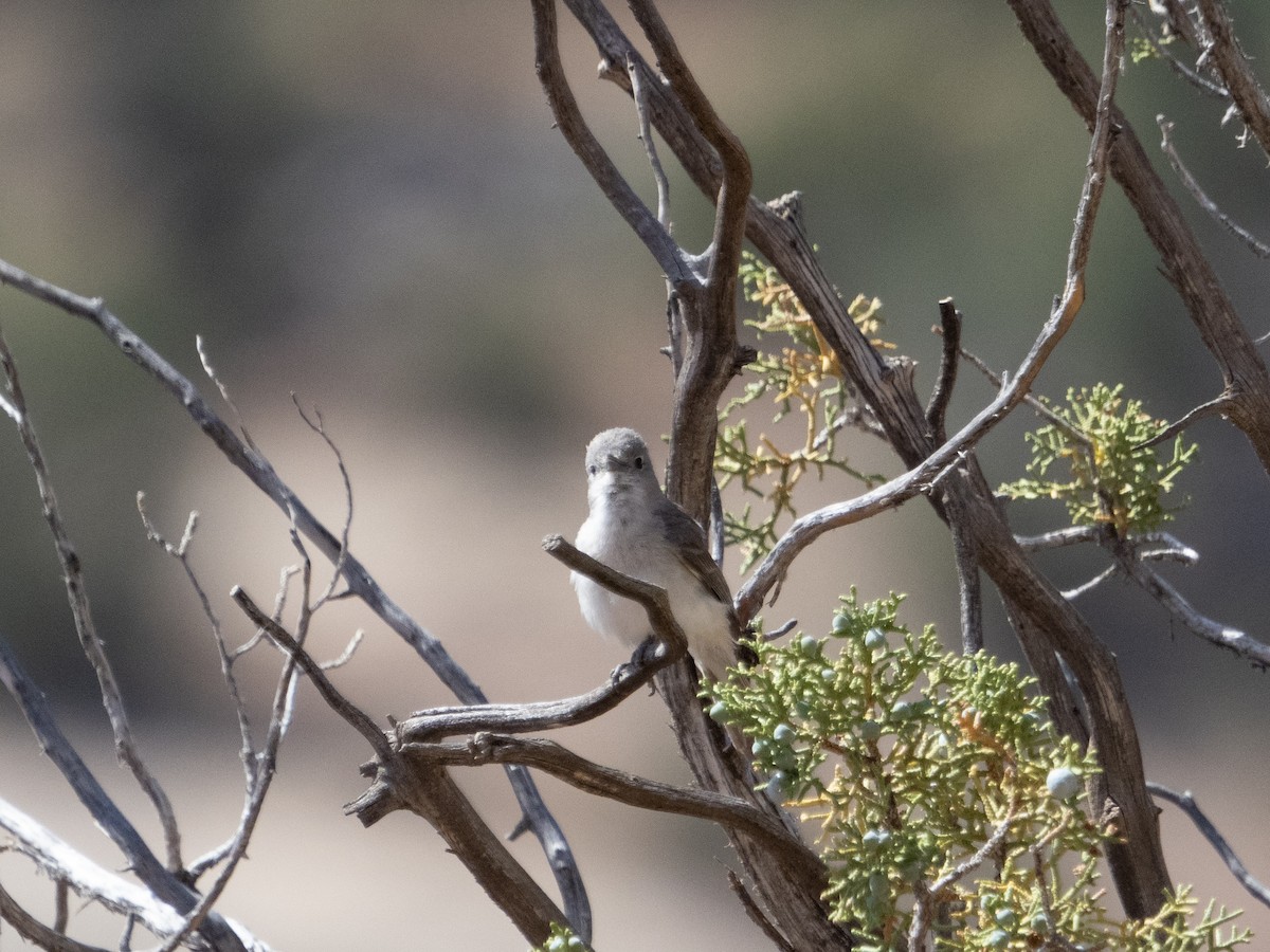 Gray Vireo - Stephen Tarnowski