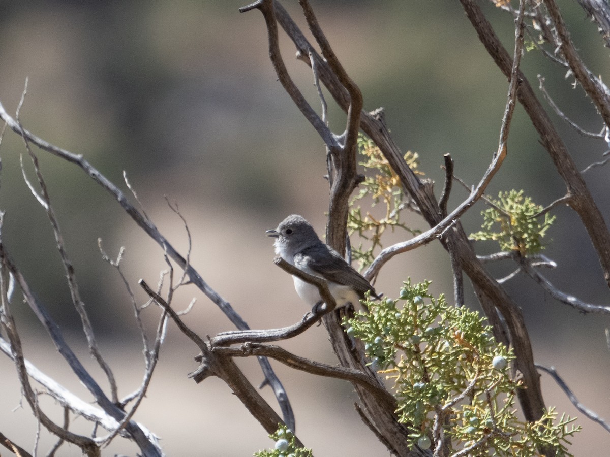 Gray Vireo - Stephen Tarnowski