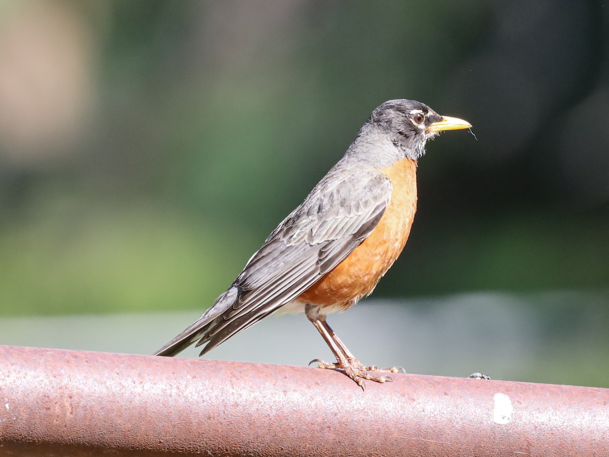 American Robin - Michelle Rucker