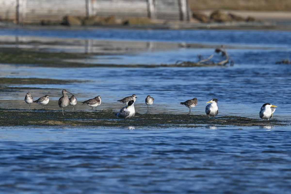 チュウシャクシギ（phaeopus） - ML619633573