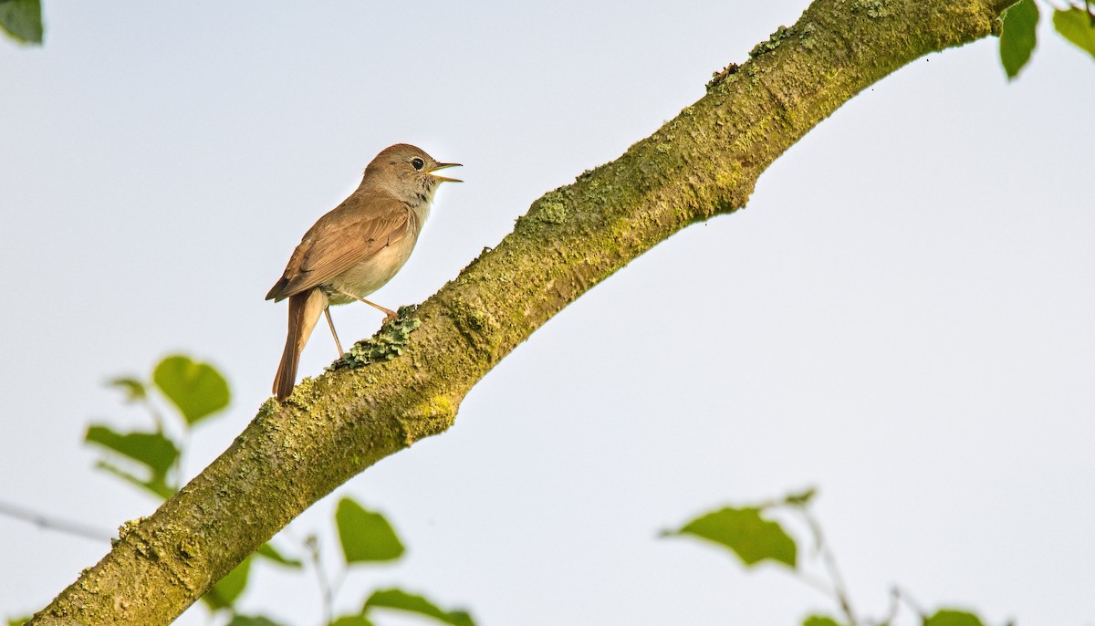 Common Nightingale - František Straka