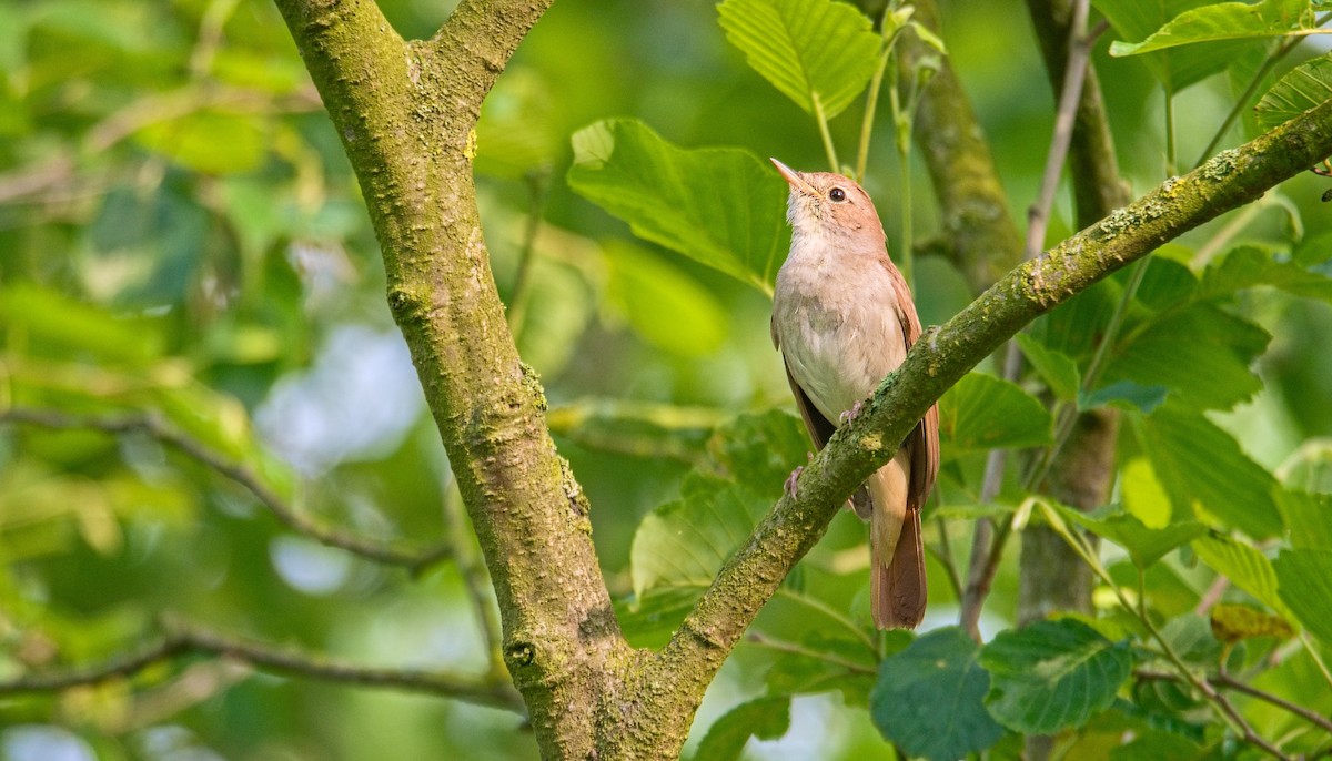 Common Nightingale - ML619633576