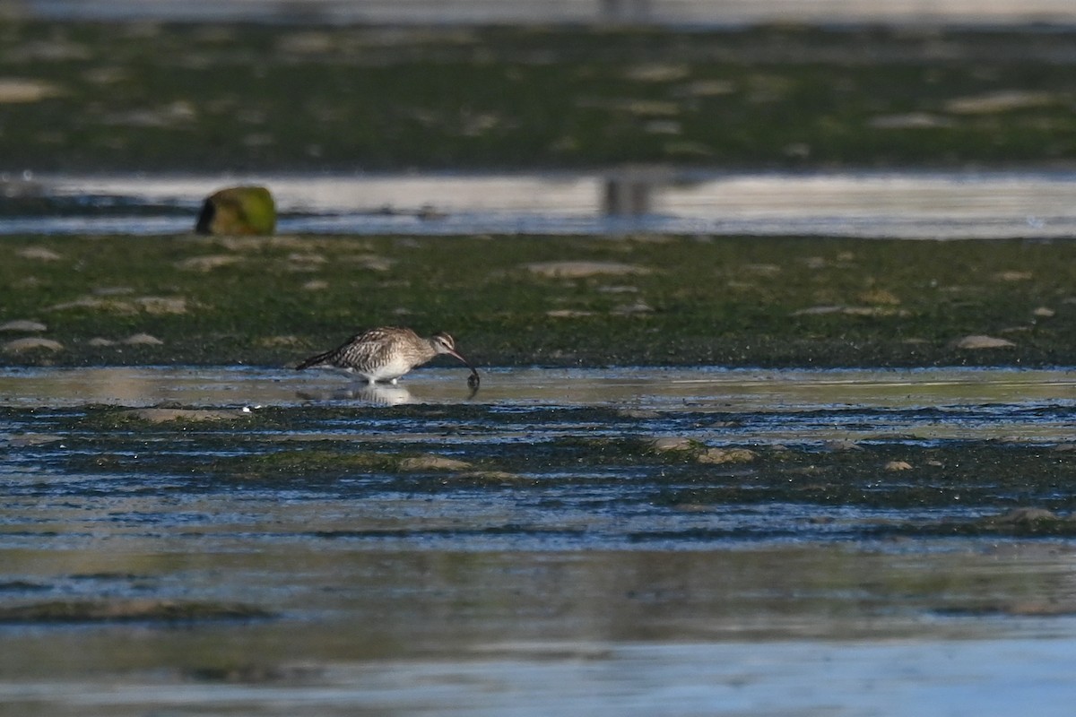 Whimbrel (European) - Marcelina Poddaniec