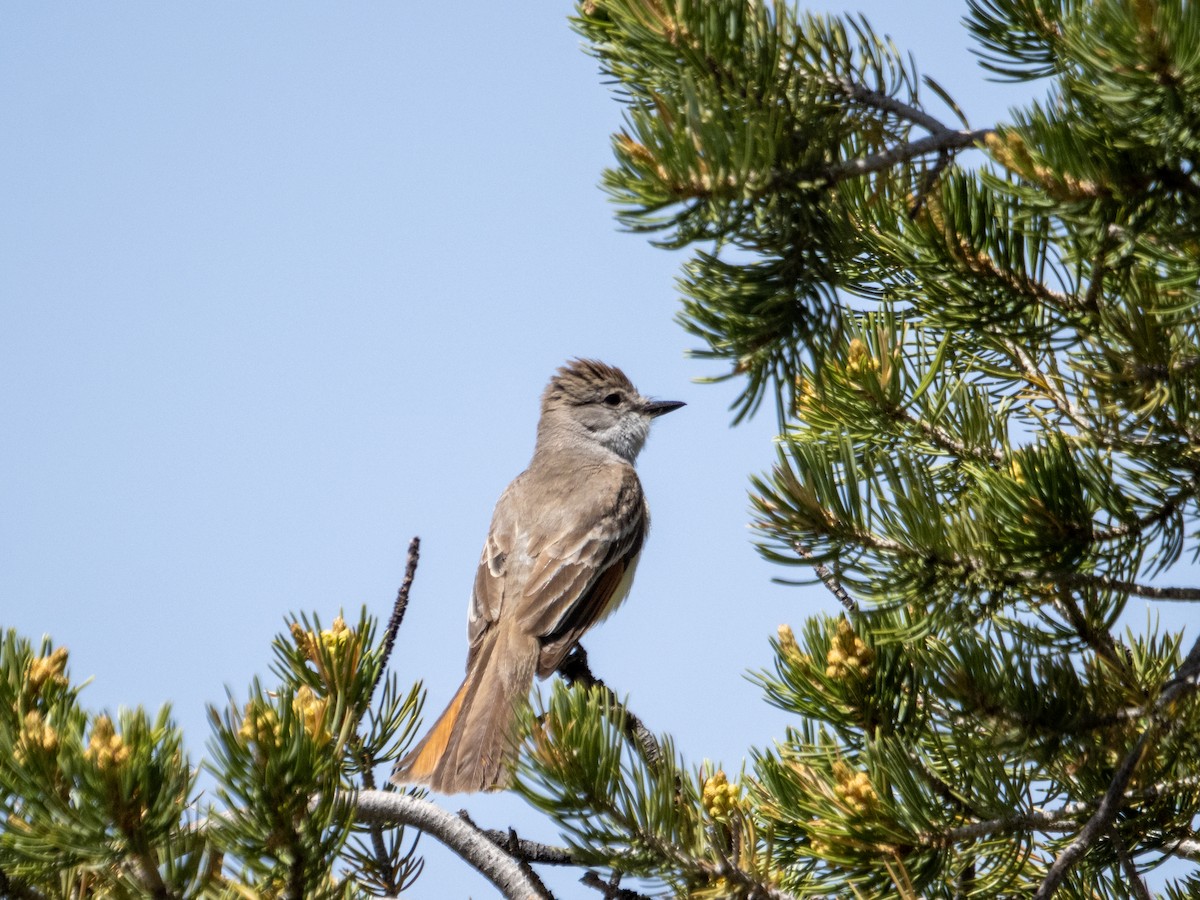 Ash-throated Flycatcher - Stephen Tarnowski