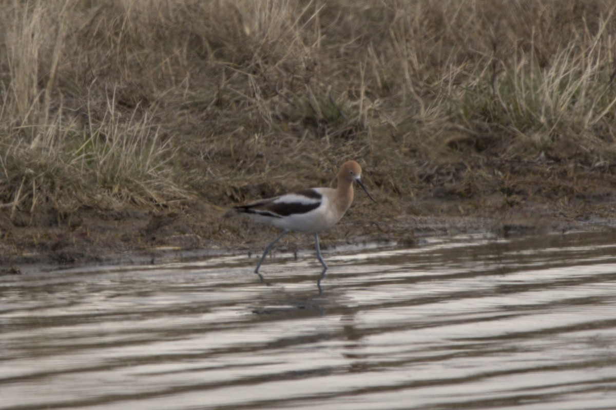 American Avocet - Josh Silva