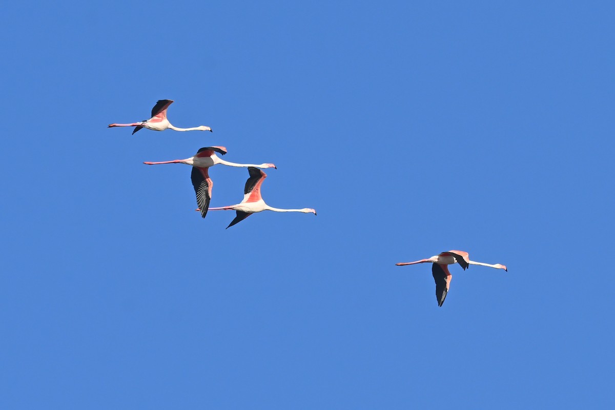 Greater Flamingo - Marcelina Poddaniec