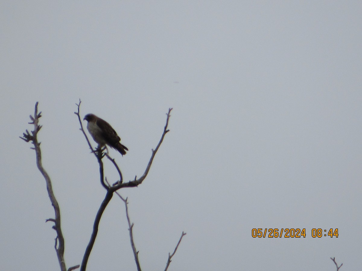 Red-tailed Hawk - ML619633589