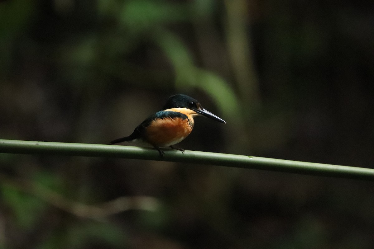 American Pygmy Kingfisher - ML619633591