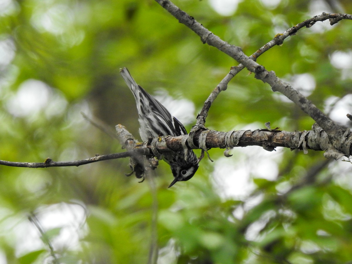 Black-and-white Warbler - Roxane Filion