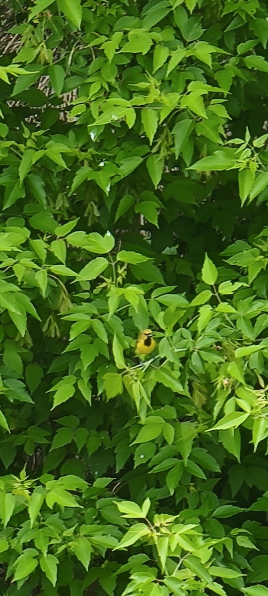 Orchard Oriole - Joshua Kelley