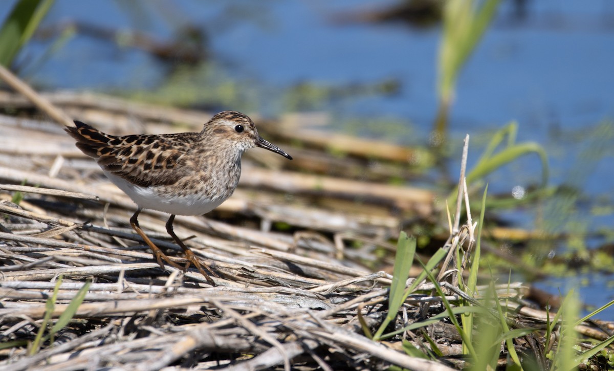 Least Sandpiper - Danielle Lacasse