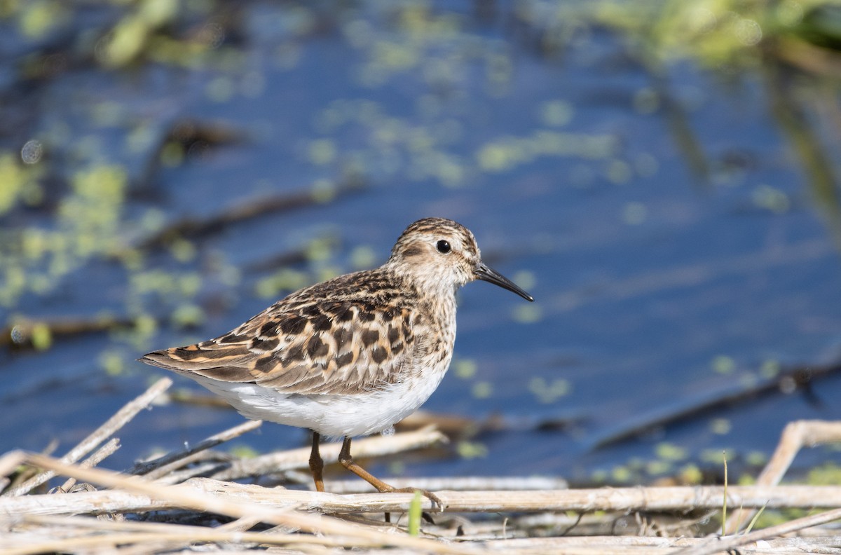 Least Sandpiper - Danielle Lacasse