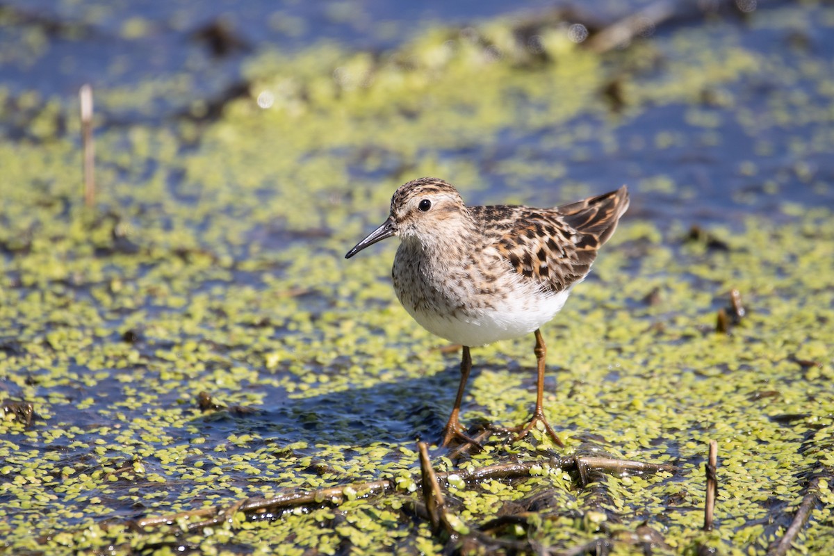 Least Sandpiper - Danielle Lacasse