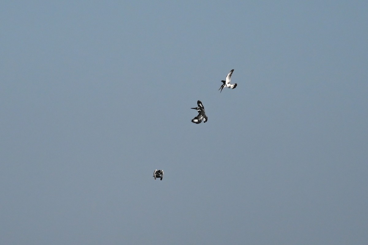 Pied Kingfisher - Marcelina Poddaniec