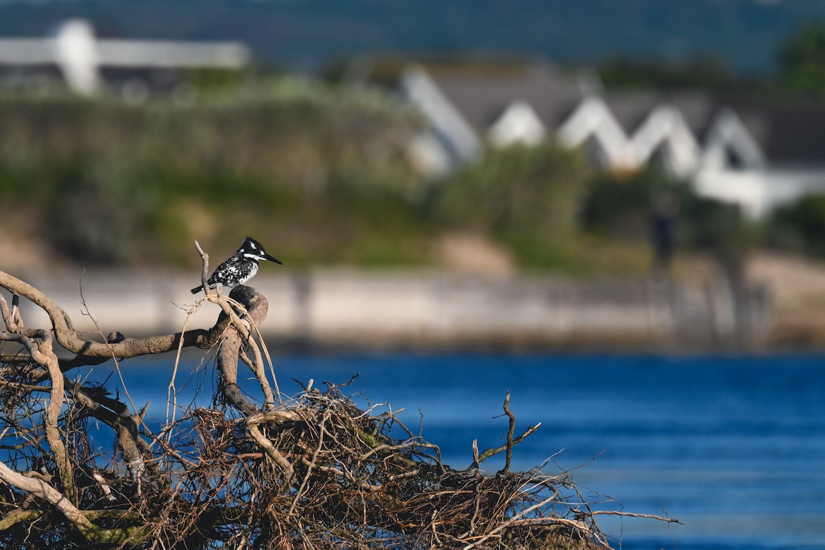 Pied Kingfisher - Marcelina Poddaniec