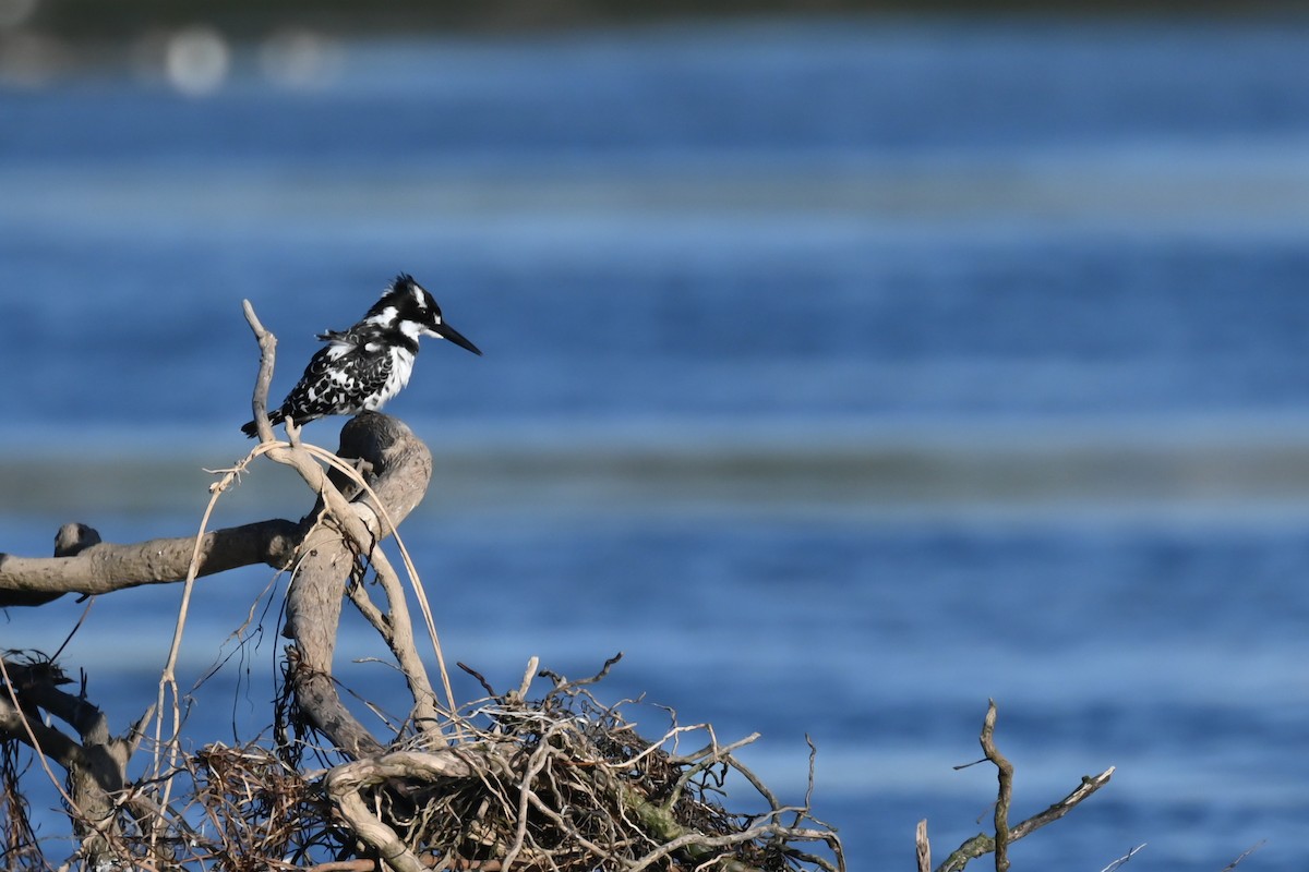 Pied Kingfisher - Marcelina Poddaniec