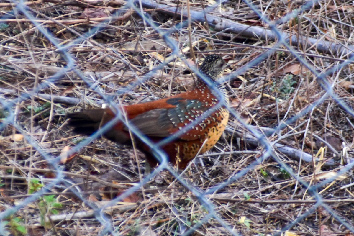 Painted Spurfowl - ML619633621