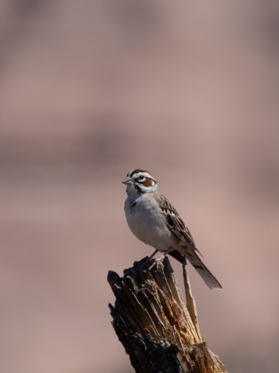 Lark Sparrow - Stephen Tarnowski