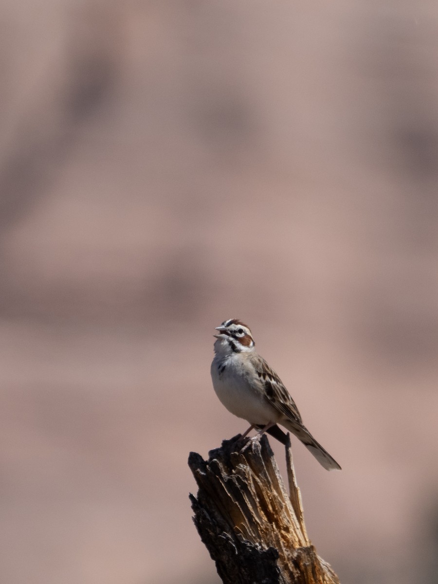 Lark Sparrow - ML619633624