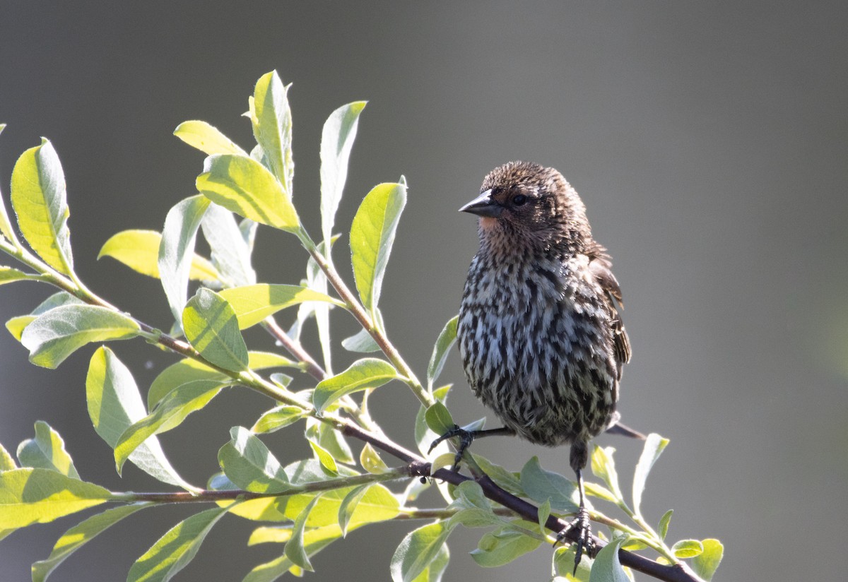 Red-winged Blackbird - Danielle Lacasse