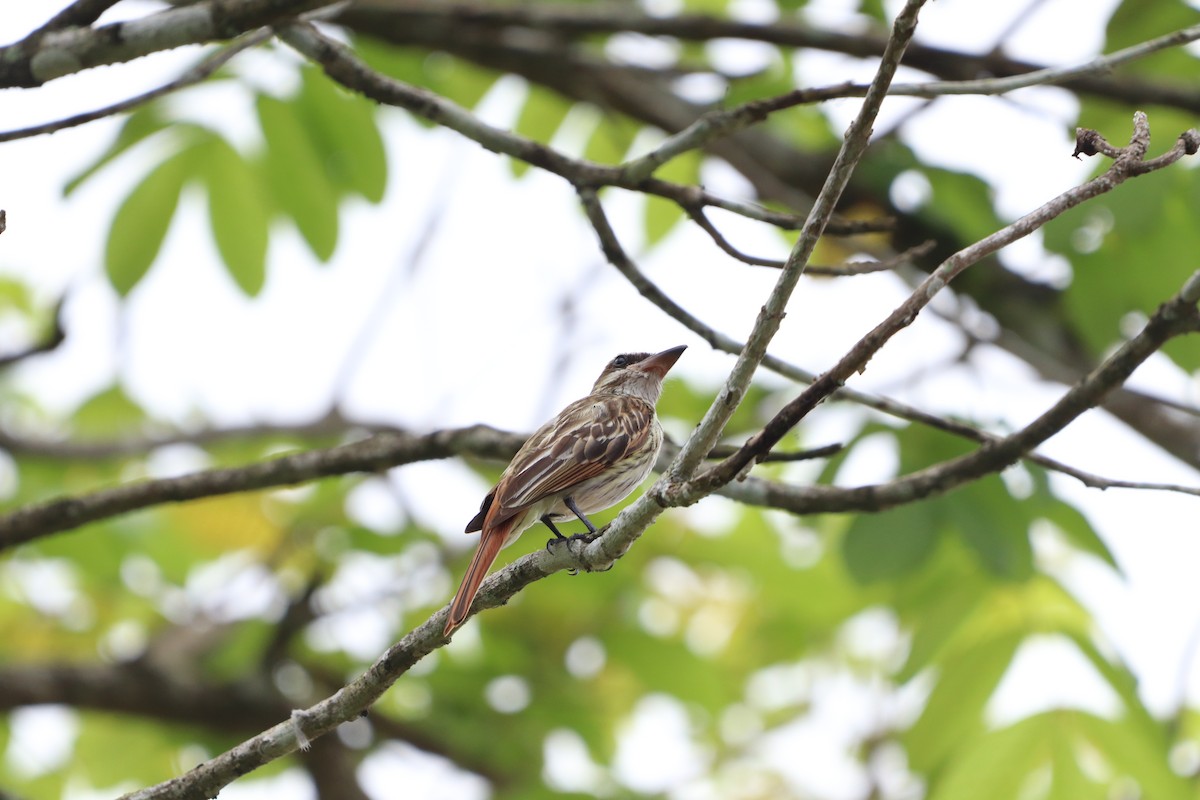 Streaked Flycatcher - Carla Calamari