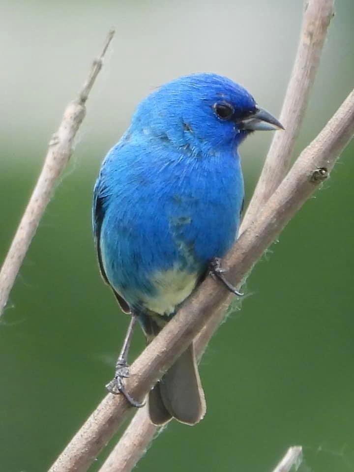 Indigo Bunting - Troy and Dawn Mast