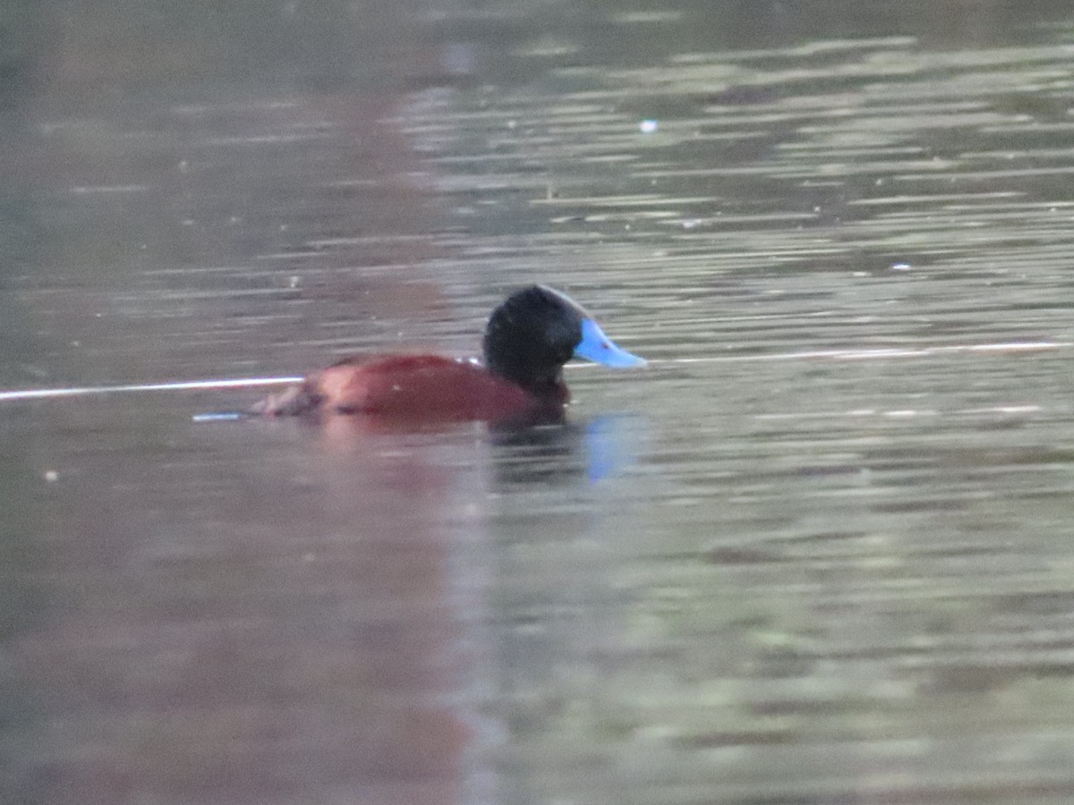 Blue-billed Duck - Ben Ward