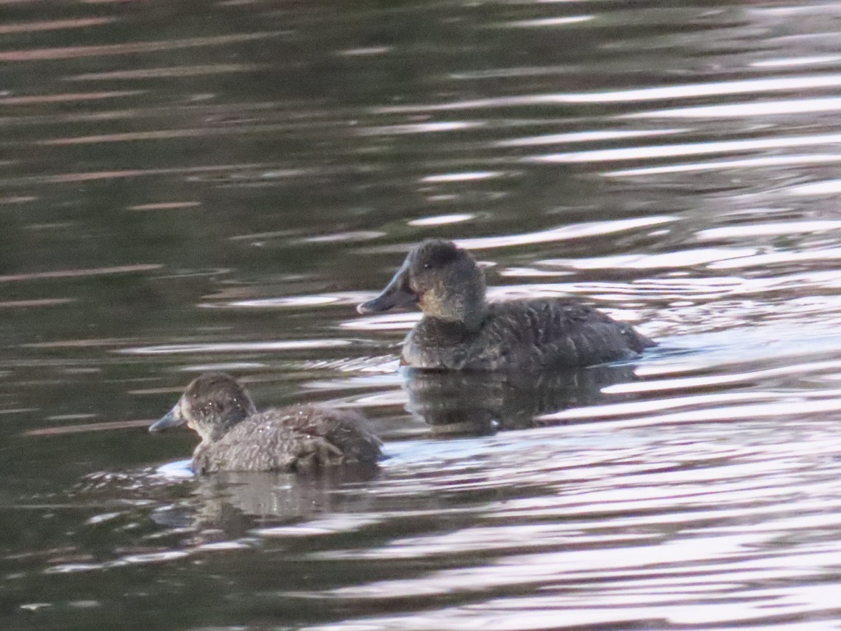 Blue-billed Duck - Ben Ward