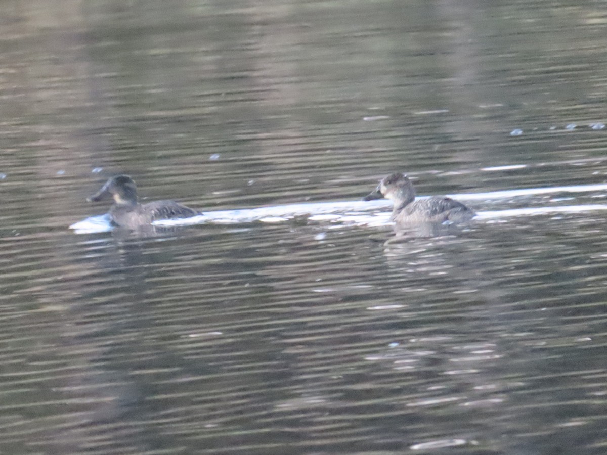 Blue-billed Duck - Ben Ward