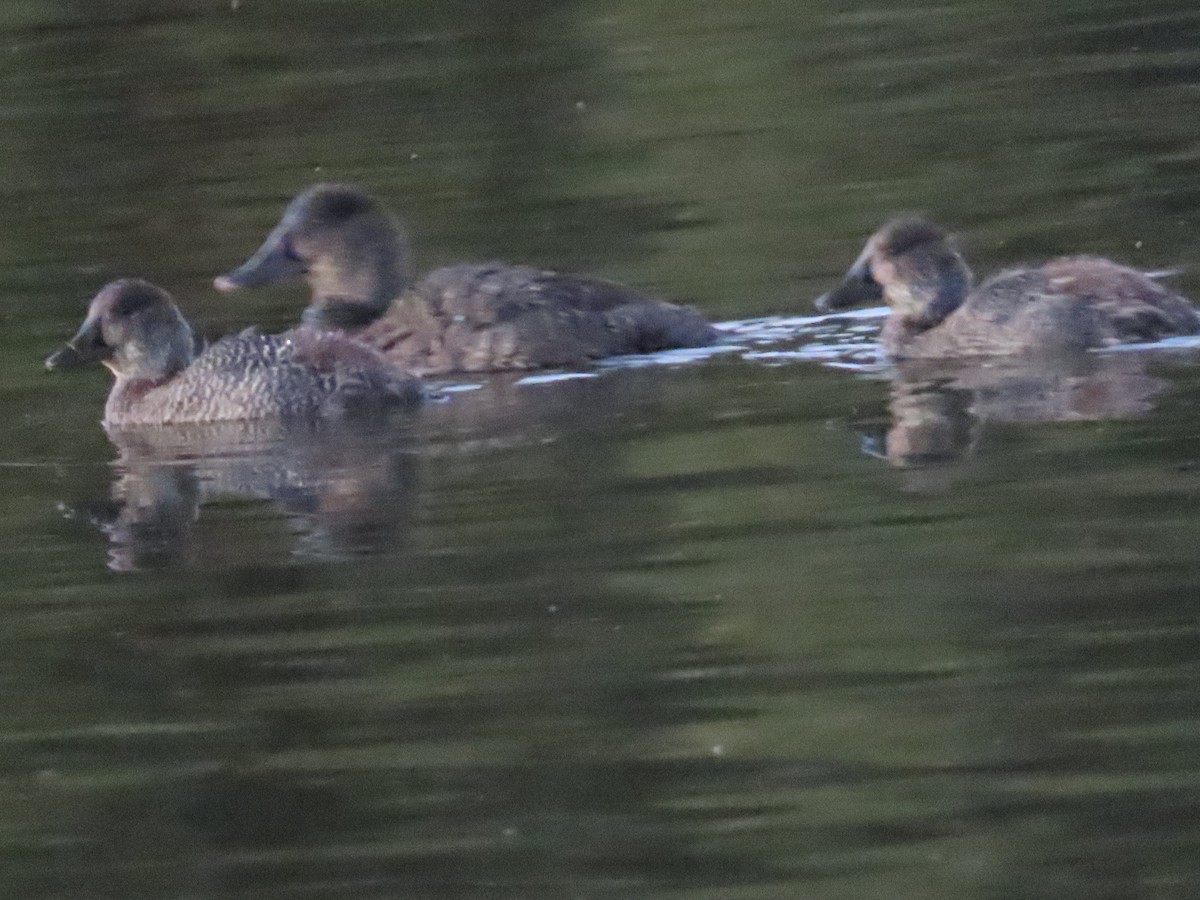 Blue-billed Duck - Ben Ward