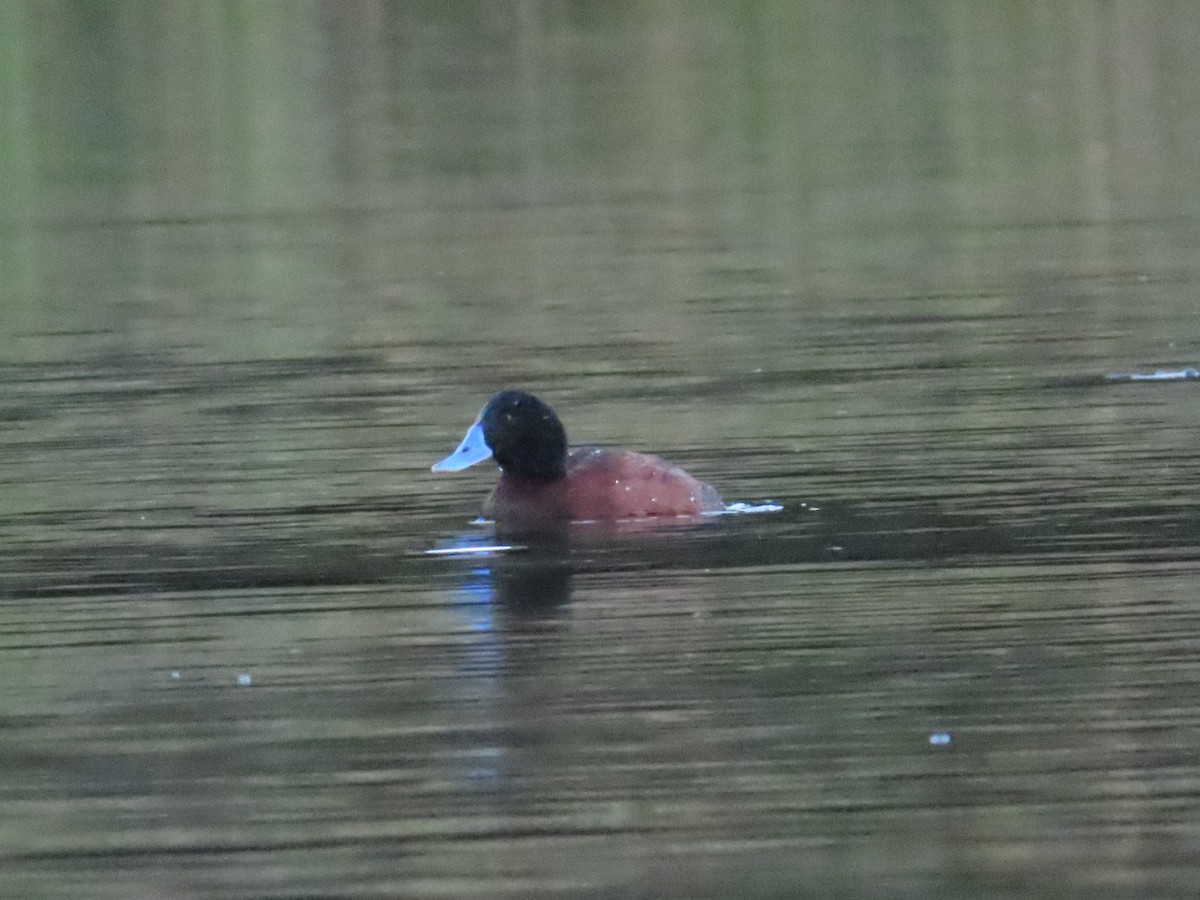 Blue-billed Duck - Ben Ward