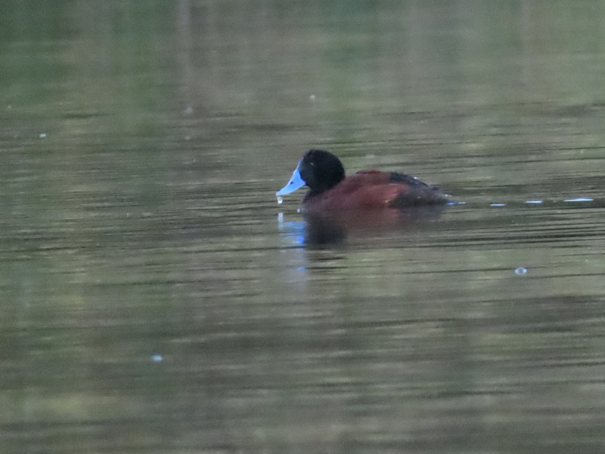 Blue-billed Duck - Ben Ward