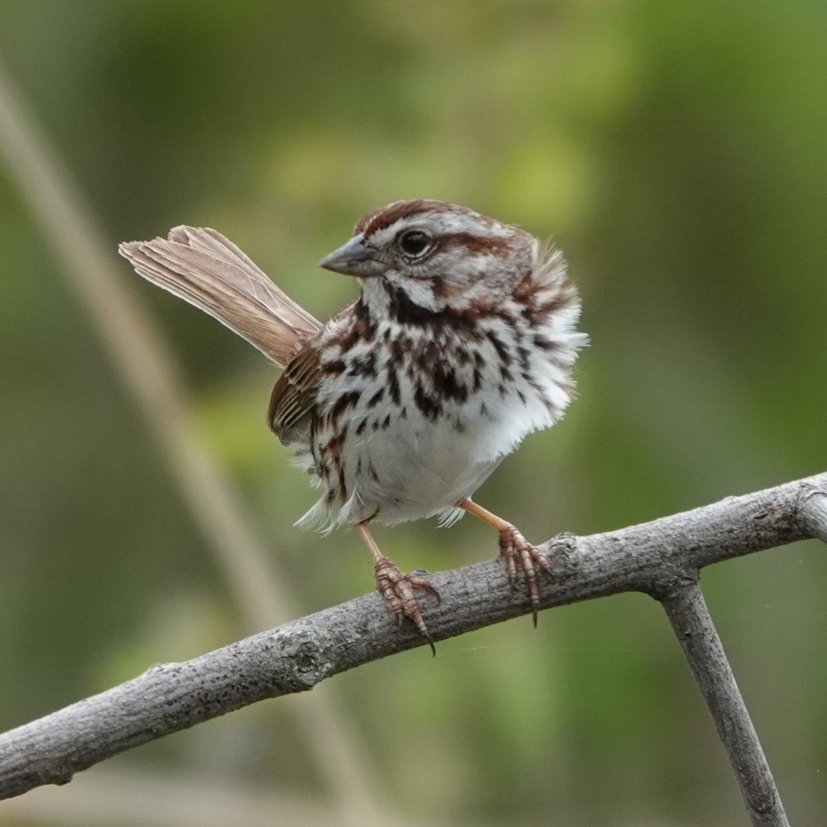 Song Sparrow - Jana Lagan