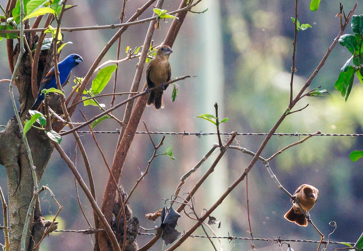 Blue Grosbeak - Ricky Perez Leon