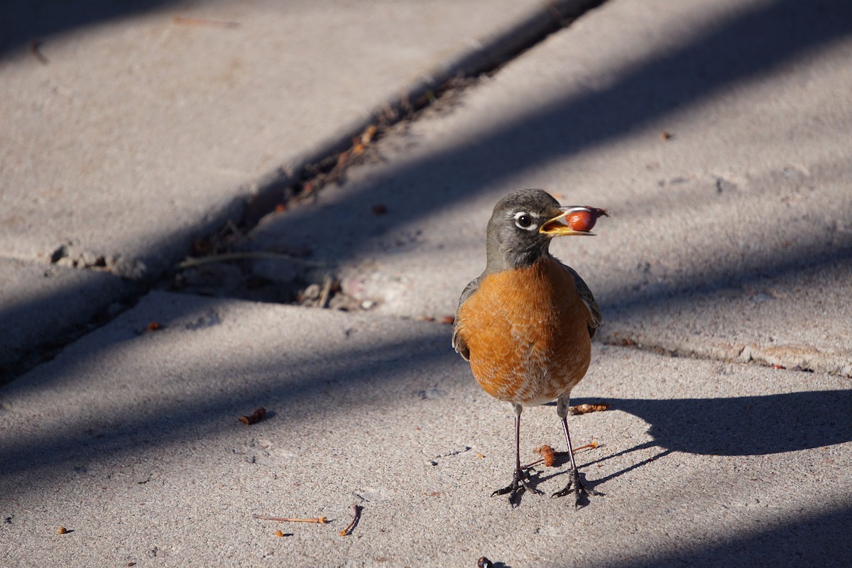 American Robin - Patricia Werner