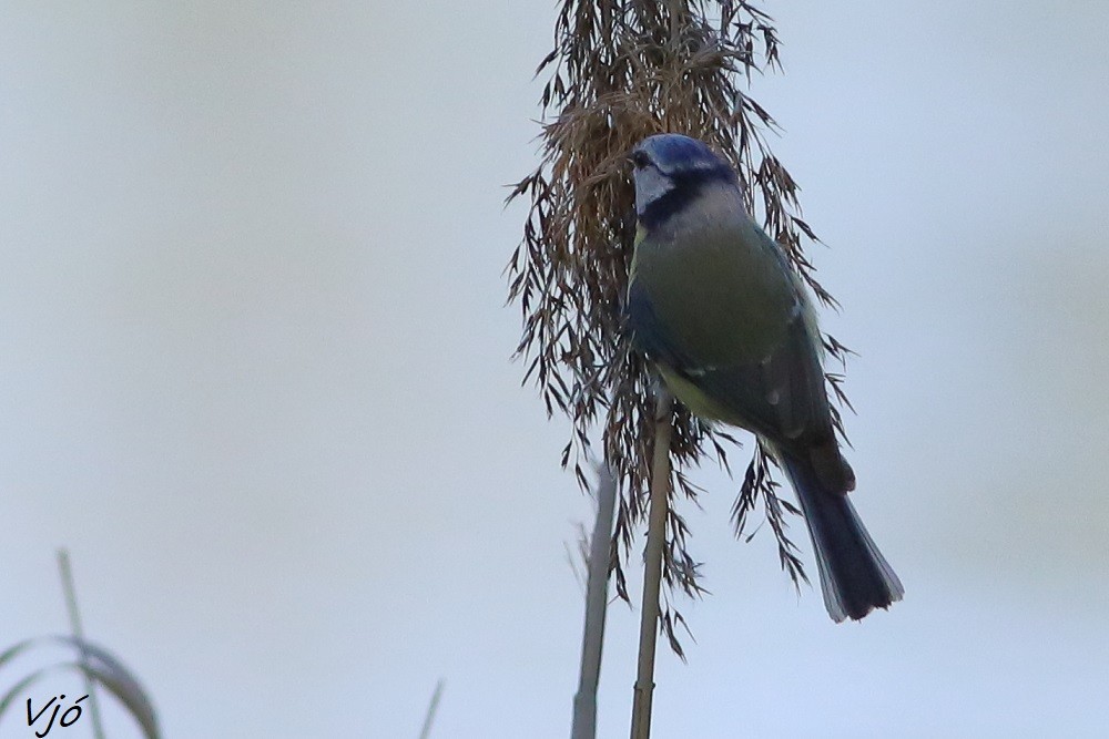 Eurasian Blue Tit - Lluís Vilamajó