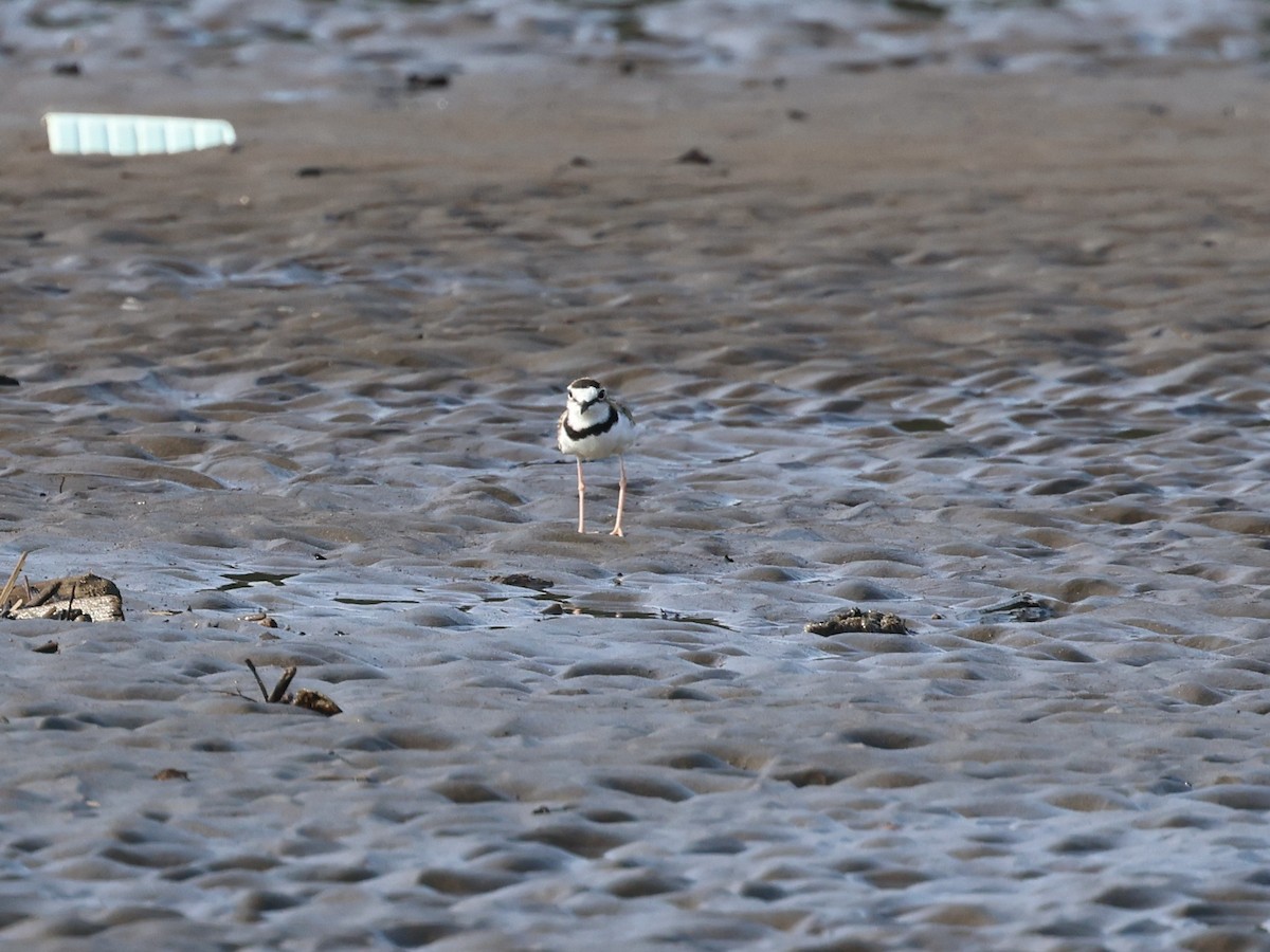 Collared Plover - Amy Bishop & Doug Booher
