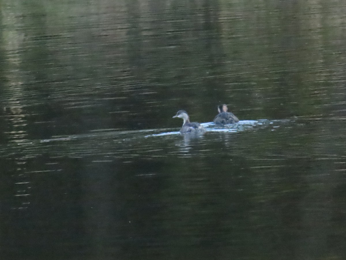 Hoary-headed Grebe - ML619633668