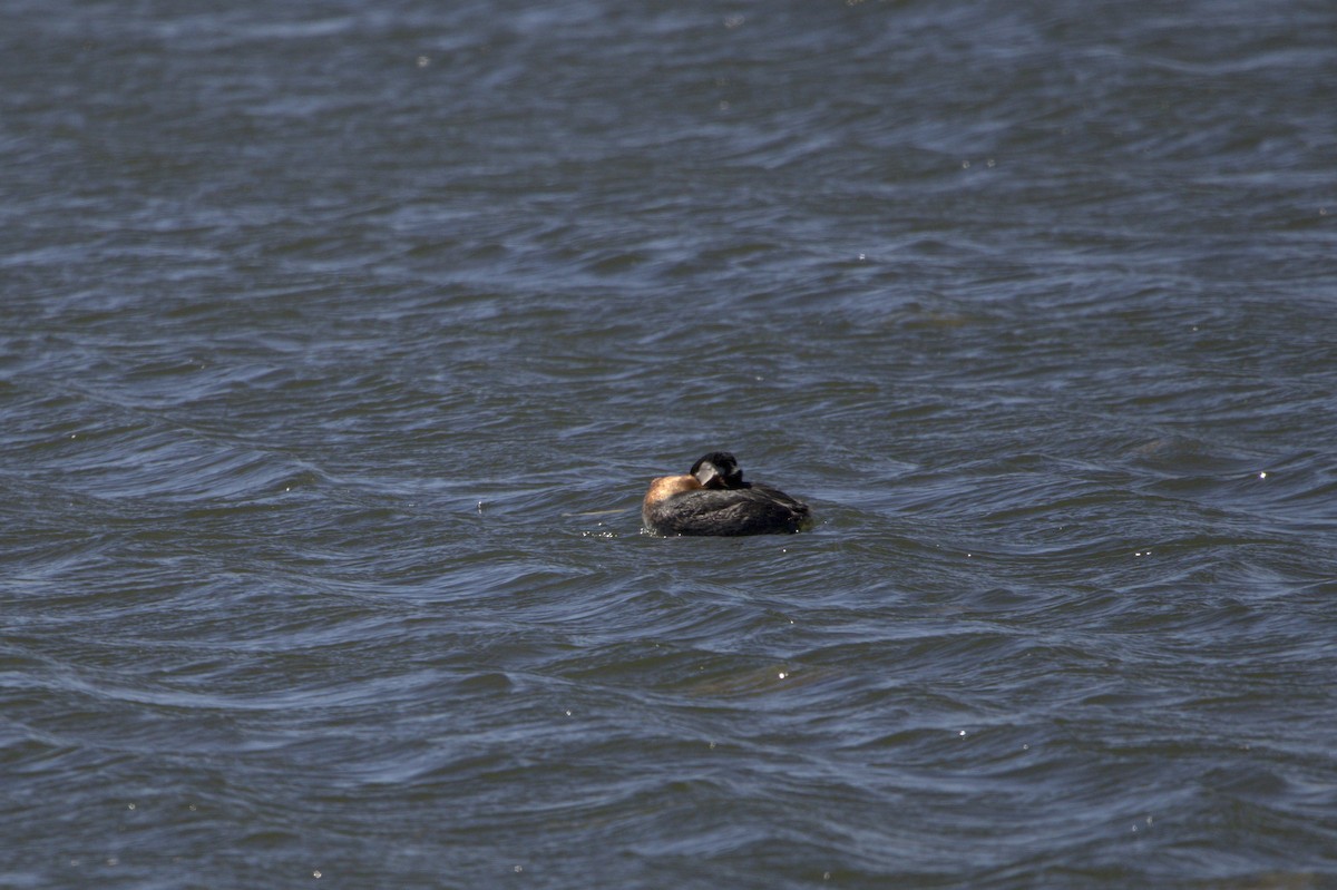 Red-necked Grebe - ML619633671