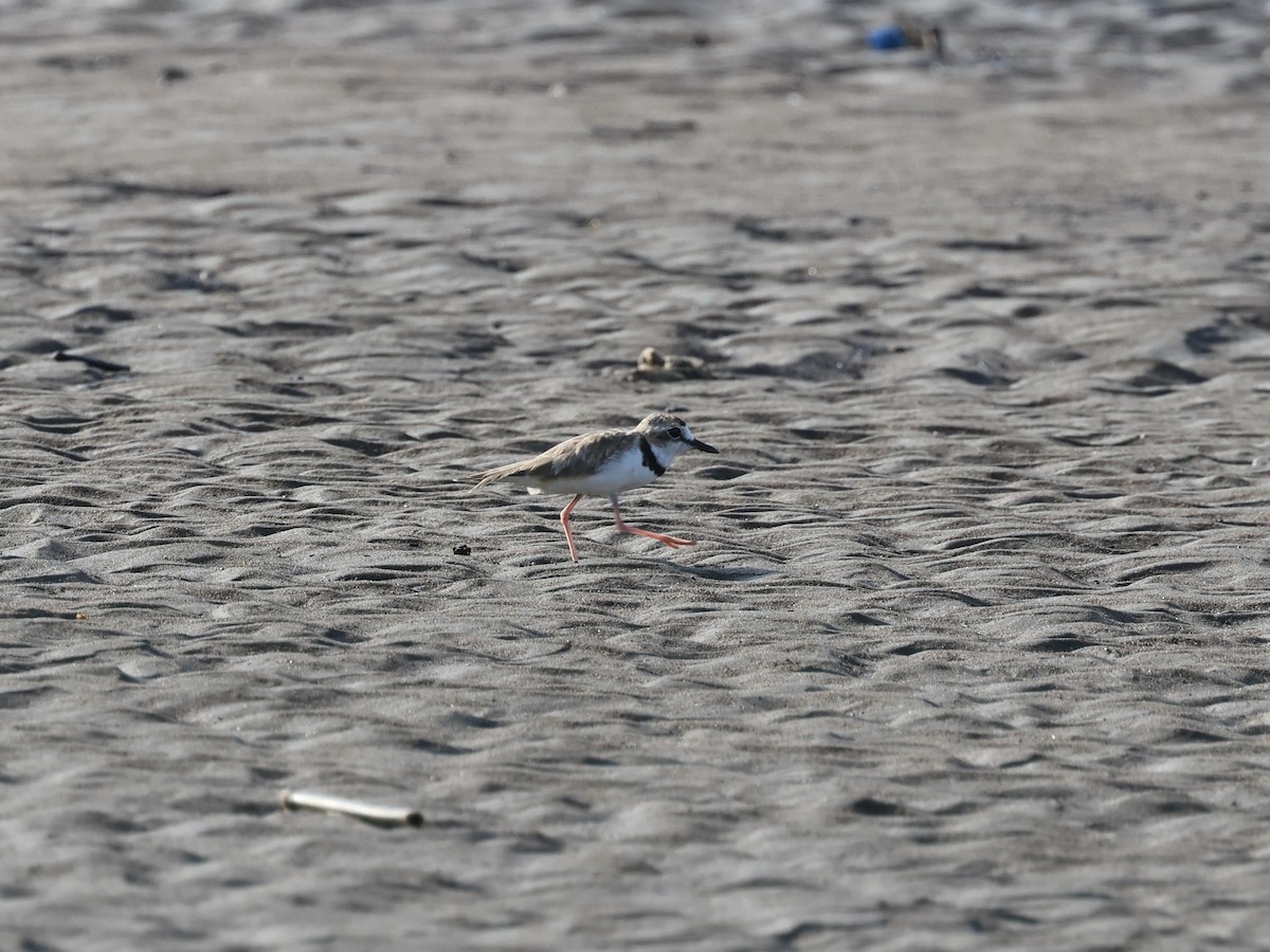 Collared Plover - Amy Bishop & Doug Booher