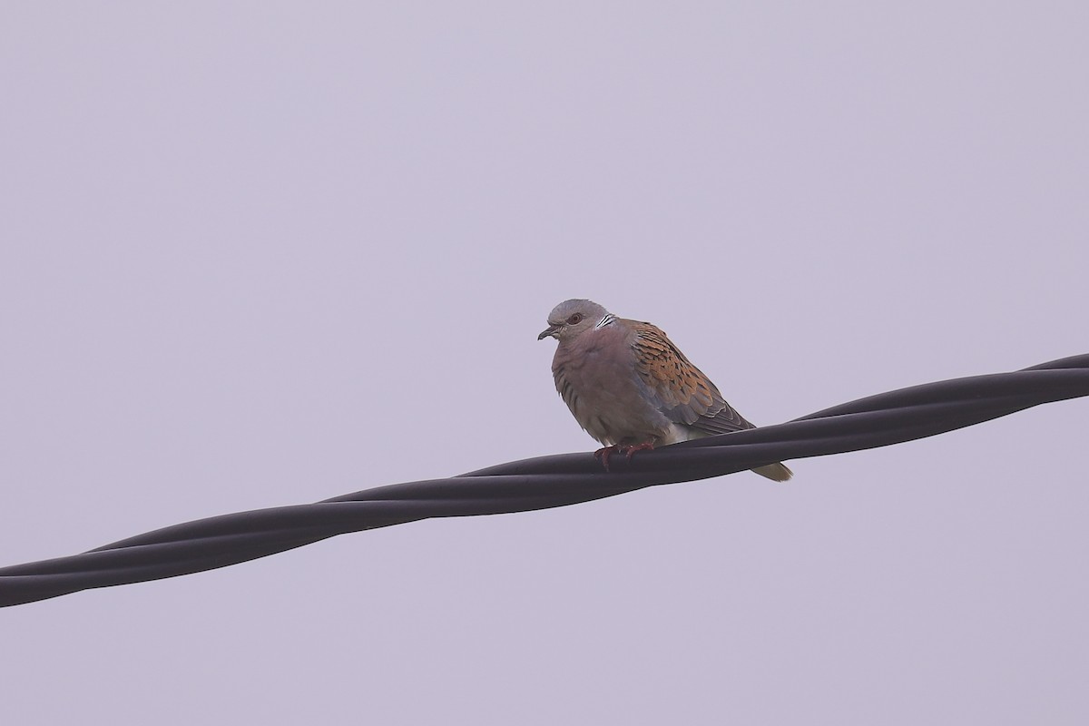 European Turtle-Dove - Thomas Galewski