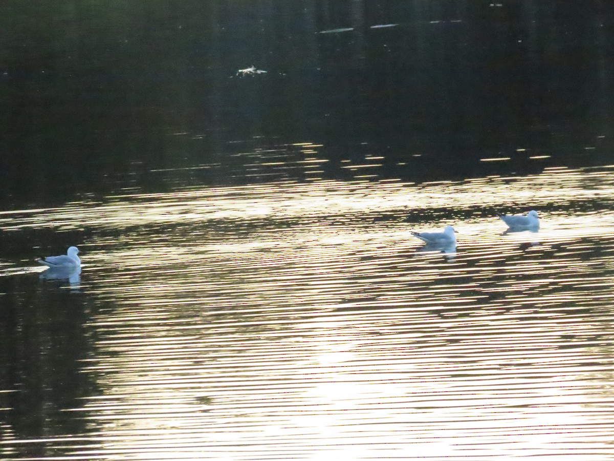 Silver Gull - Ben Ward