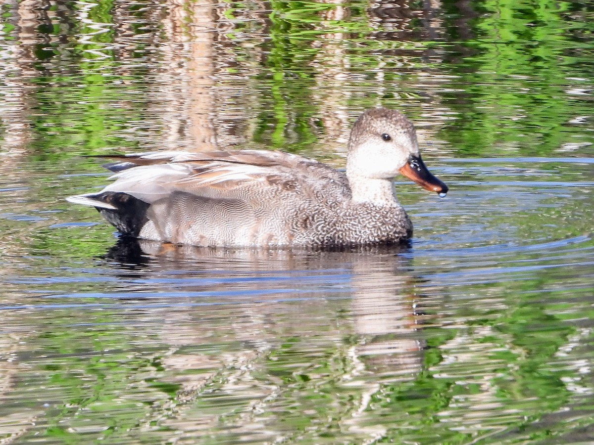 Gadwall - ML619633684