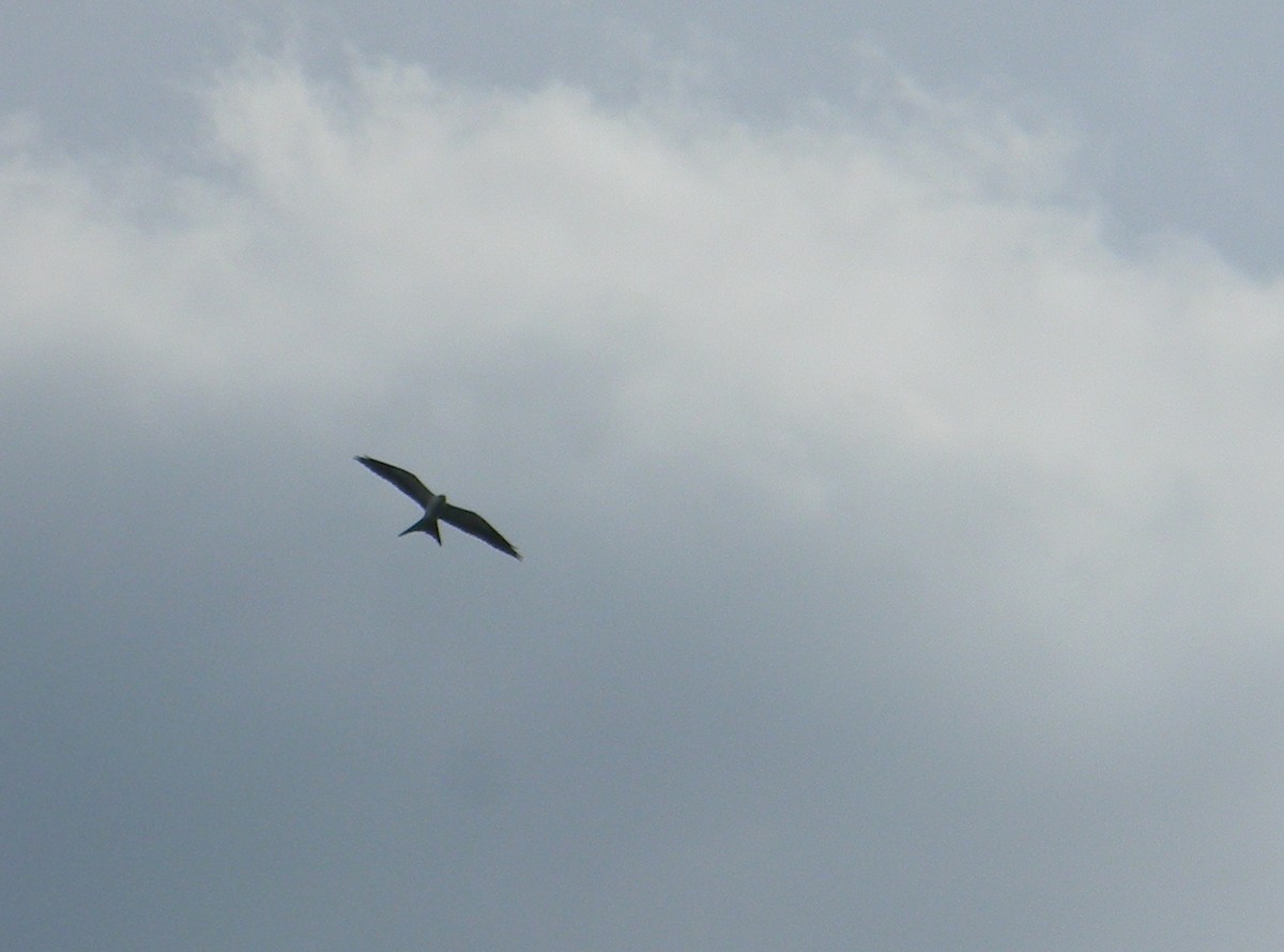 Swallow-tailed Kite - Ian Teaell
