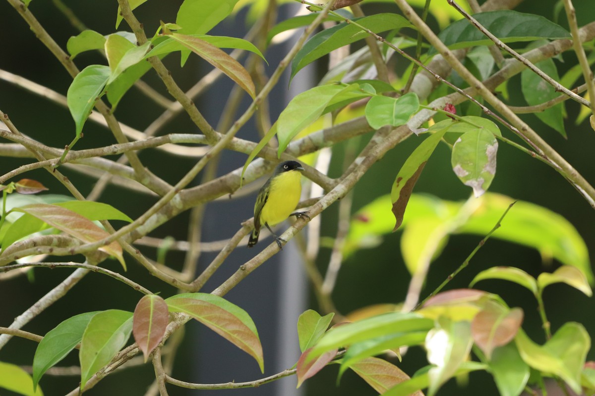 Common Tody-Flycatcher - ML619633687