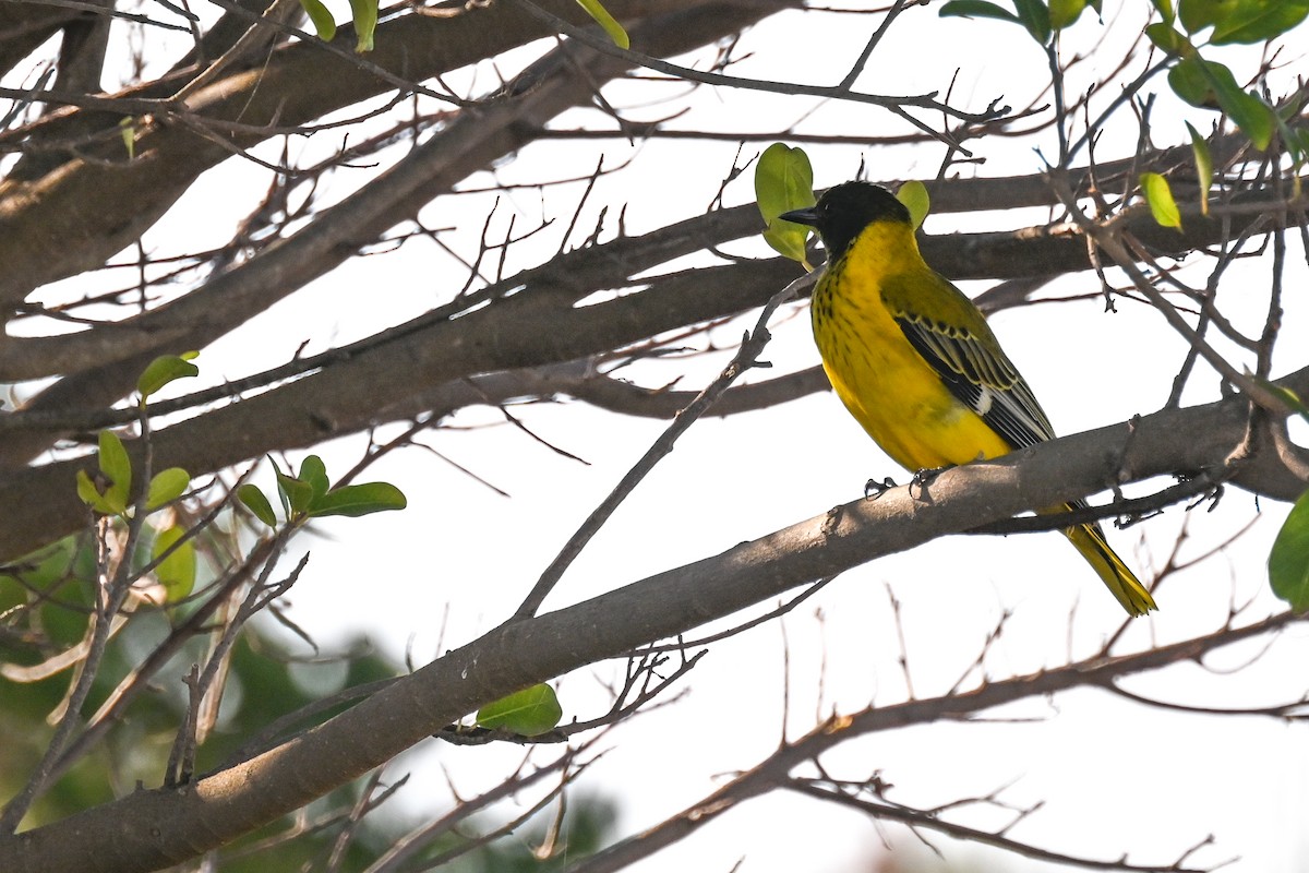 African Black-headed Oriole - ML619633690